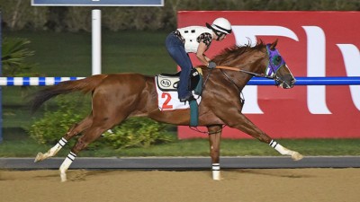 California Chrome Royal